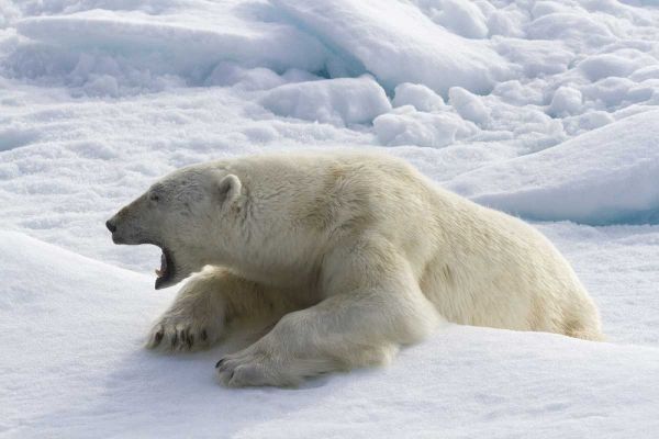 Norway, Svalbard Yawning polar bear on sea ice